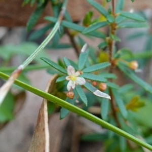 Micrantheum ericoides at Jervis Bay National Park - 19 Aug 2023