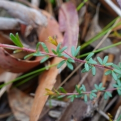 Micrantheum ericoides at Jervis Bay National Park - 19 Aug 2023