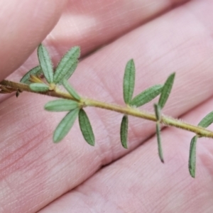 Micrantheum ericoides at Jervis Bay National Park - 19 Aug 2023