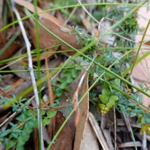 Micrantheum ericoides at Jervis Bay National Park - 19 Aug 2023