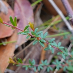 Micrantheum ericoides at Jervis Bay National Park - 19 Aug 2023