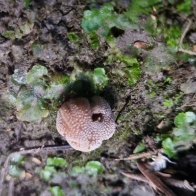 Unidentified Fungus at suppressed - 28 Apr 2024 by clarehoneydove