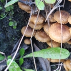 Pholiota squarrosipes by clarehoneydove