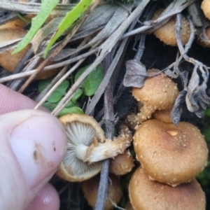 Pholiota squarrosipes at suppressed - suppressed