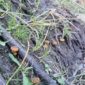 Pholiota squarrosipes at suppressed - 28 Apr 2024