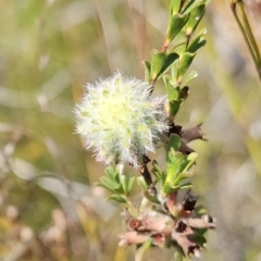 Kunzea capitata (Pink Kunzea) at Hyams Beach, NSW - 19 Aug 2023 by RobG1