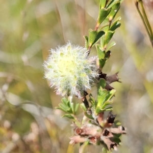 Kunzea capitata at Jervis Bay National Park - suppressed