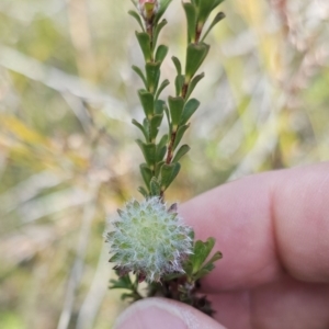 Kunzea capitata at Jervis Bay National Park - suppressed