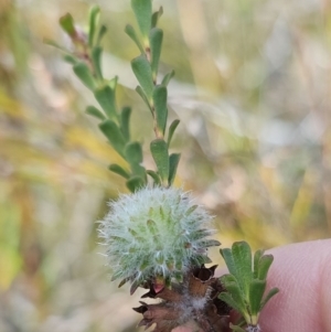 Kunzea capitata at Jervis Bay National Park - suppressed