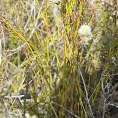 Kunzea capitata at Jervis Bay National Park - suppressed