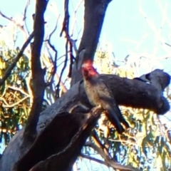 Callocephalon fimbriatum (identifiable birds) (Gang-gang Cockatoo (named birds)) at Mount Painter - 27 Apr 2024 by CathB