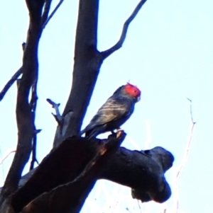 Callocephalon fimbriatum (identifiable birds) at Mount Painter - 27 Apr 2024