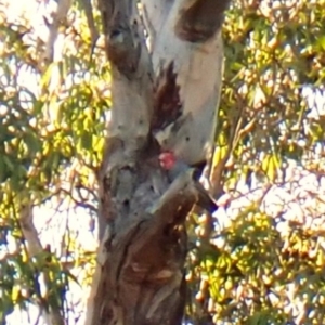 Callocephalon fimbriatum (identifiable birds) at Mount Painter - 27 Apr 2024