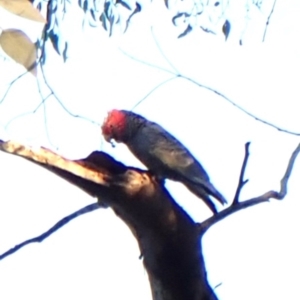 Callocephalon fimbriatum (identifiable birds) at Mount Painter - 27 Apr 2024