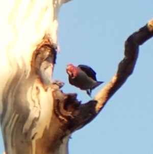 Callocephalon fimbriatum (identifiable birds) at Mount Painter - 27 Apr 2024