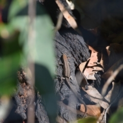 Lampropholis guichenoti (Common Garden Skink) at Surf Beach, NSW - 27 Apr 2024 by LyndalT