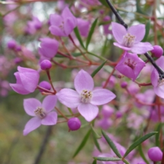 Boronia pinnata (Pinnate Boronia) at Hyams Beach, NSW - 19 Aug 2023 by RobG1