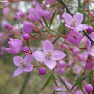 Boronia pinnata at Jervis Bay National Park - 19 Aug 2023