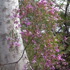 Boronia pinnata at Jervis Bay National Park - 19 Aug 2023