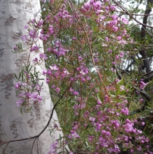 Boronia pinnata at Jervis Bay National Park - suppressed