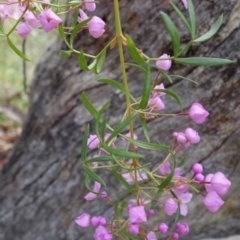 Boronia pinnata at Jervis Bay National Park - 19 Aug 2023