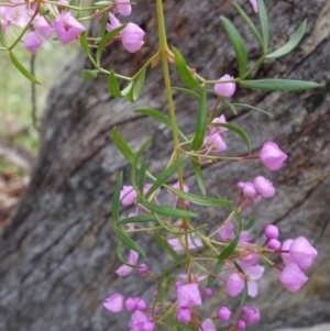 Boronia pinnata at Jervis Bay National Park - 19 Aug 2023