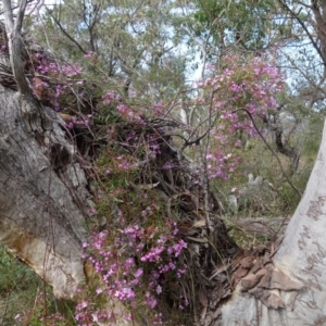 Boronia pinnata at Jervis Bay National Park - 19 Aug 2023