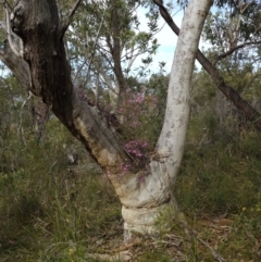 Boronia pinnata at Jervis Bay National Park - 19 Aug 2023