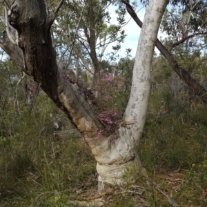 Boronia pinnata at Jervis Bay National Park - 19 Aug 2023