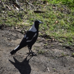 Gymnorhina tibicen (Australian Magpie) at Surf Beach, NSW - 26 Apr 2024 by LyndalT