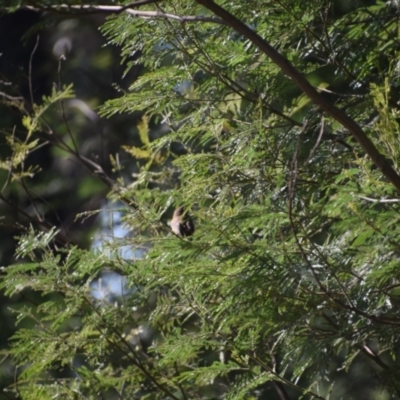 Gerygone mouki (Brown Gerygone) at Surf Beach, NSW - 27 Apr 2024 by LyndalT