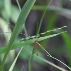 Netelia sp. (genus) (An Ichneumon wasp) at Surf Beach, NSW - 27 Apr 2024 by LyndalT