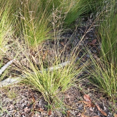 Eragrostis curvula (African Lovegrass) at Cook, ACT - 28 Apr 2024 by SarahHnatiuk