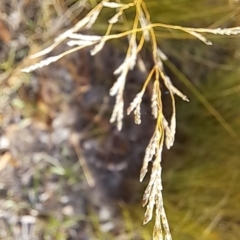 Eragrostis curvula at Mount Painter - 28 Apr 2024