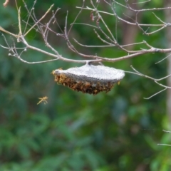 Unidentified Social or paper-nest wasp (Vespidae, Polistinae or Vespinae) at Brunswick Heads, NSW - 16 Mar 2024 by macmad