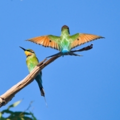 Merops ornatus (Rainbow Bee-eater) at Brunswick Heads, NSW - 19 Mar 2024 by macmad