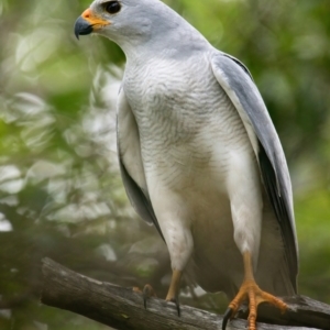 Accipiter novaehollandiae at Brunswick Heads, NSW - 29 Mar 2024