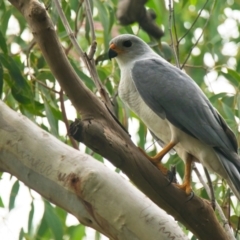 Accipiter novaehollandiae at Brunswick Heads, NSW - 29 Mar 2024