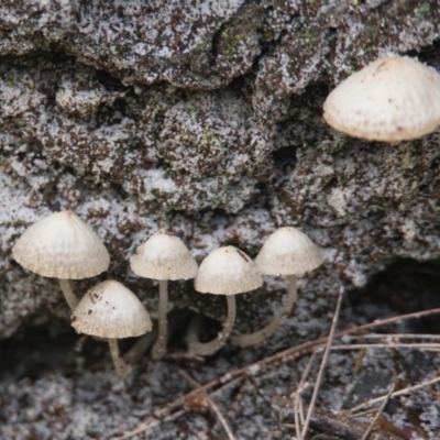 Unidentified Fungus at Wallum - 31 Mar 2024 by macmad