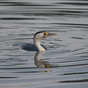 Phalacrocorax varius at Brunswick Heads, NSW - 2 Apr 2024 08:23 AM