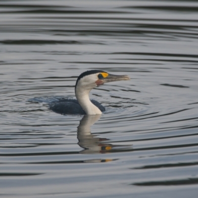 Phalacrocorax varius (Pied Cormorant) at Brunswick Heads, NSW - 2 Apr 2024 by macmad