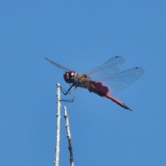 Tramea loewii (Common Glider) at Wallum - 2 Apr 2024 by macmad