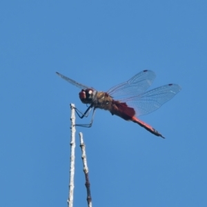 Tramea loewii at Wallum - 2 Apr 2024