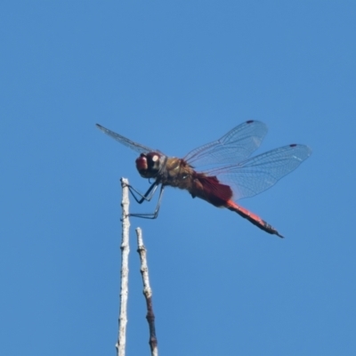 Unidentified Dragonfly or Damselfly (Odonata) at Wallum - 2 Apr 2024 by macmad