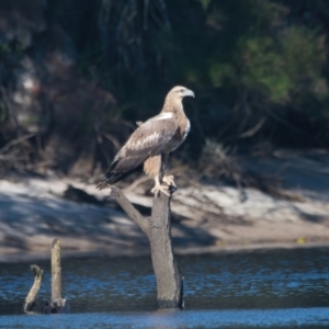 Haliaeetus leucogaster at Brunswick Heads, NSW - 2 Apr 2024 04:14 PM