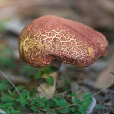 Unidentified Fungus at Wallum - 2 Apr 2024 by macmad