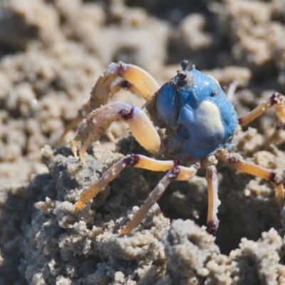 Unidentified Crab at Brunswick Heads, NSW - 3 Apr 2024 by macmad