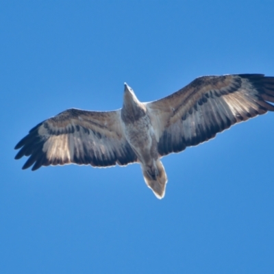 Haliaeetus leucogaster (White-bellied Sea-Eagle) at Brunswick Heads, NSW - 3 Apr 2024 by macmad
