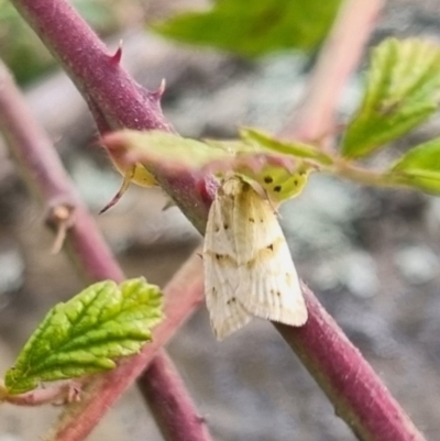 Merophyas divulsana (Lucerne Leafroller (Tortricinae, Archipini) at QPRC LGA - 28 Apr 2024 by clarehoneydove