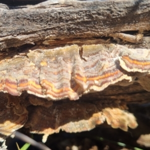 Unidentified Shelf-like to hoof-like & usually on wood at suppressed by clarehoneydove